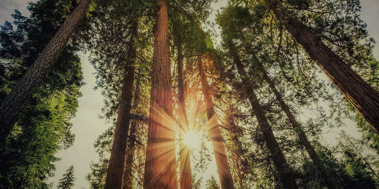 View from the ground of tall trees and the sun