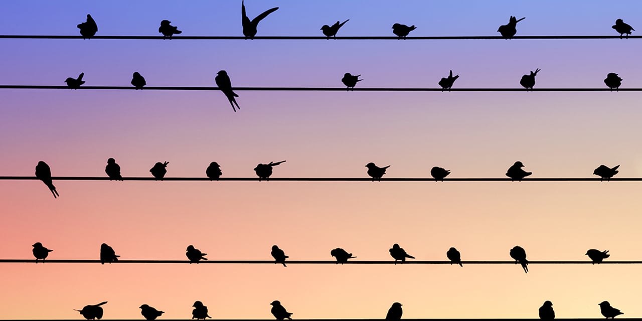 Birds sitting on wires.