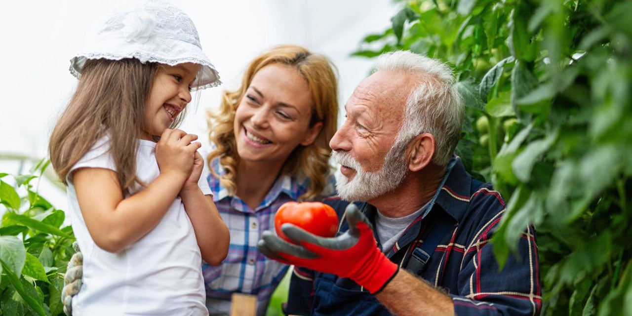 Mature couple and a young child picking a tomato in a garden.