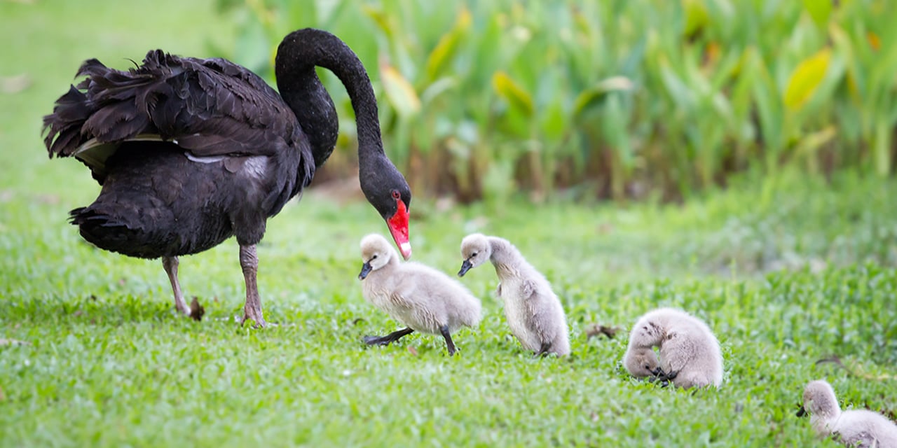Black swan and four baby swans walking on the grass.