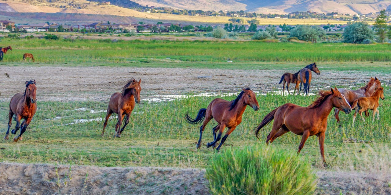 Wild horses running in a field.