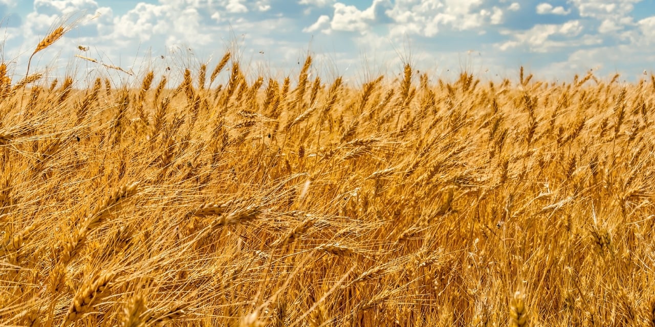 Field of wheat under a blue sky