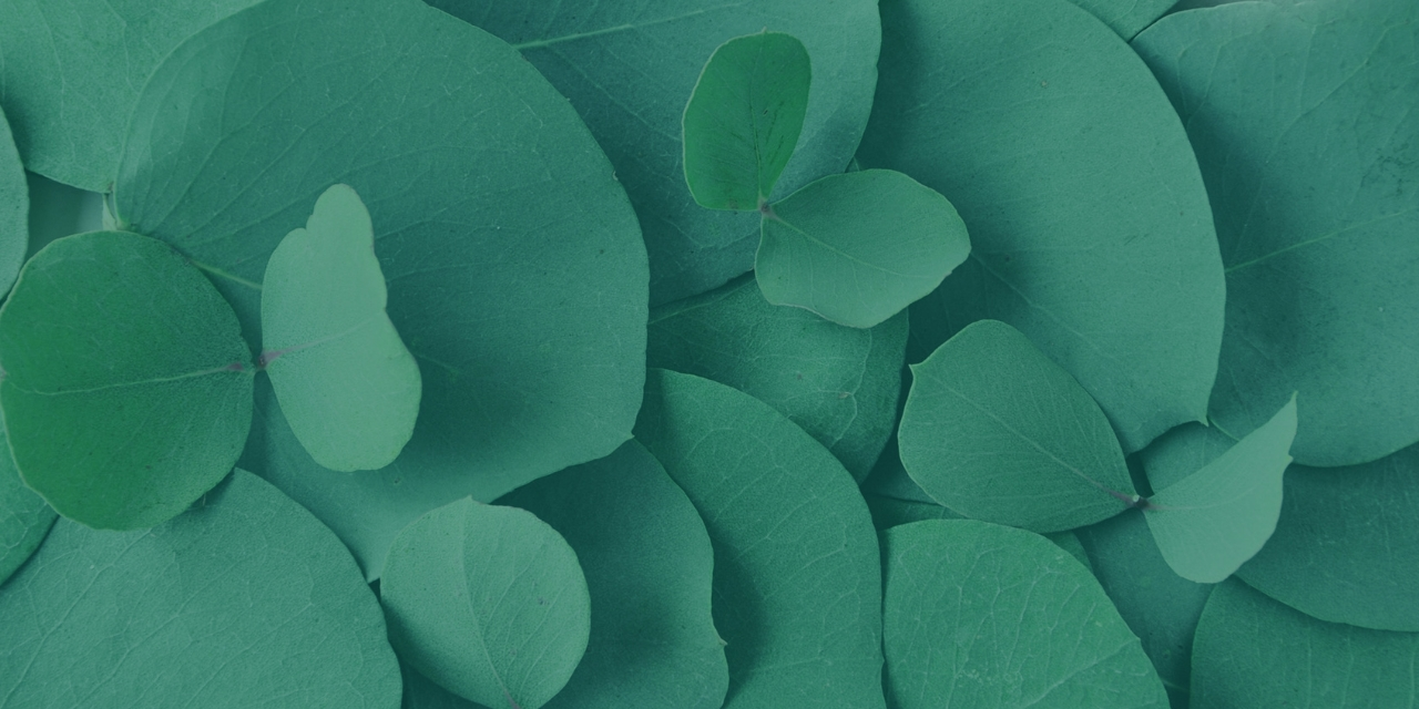 Closeup image of green leaves.