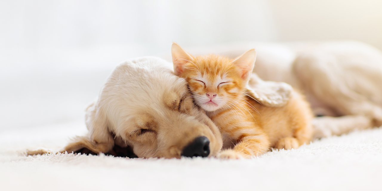 Puppy and kitten sleeping together on a rug