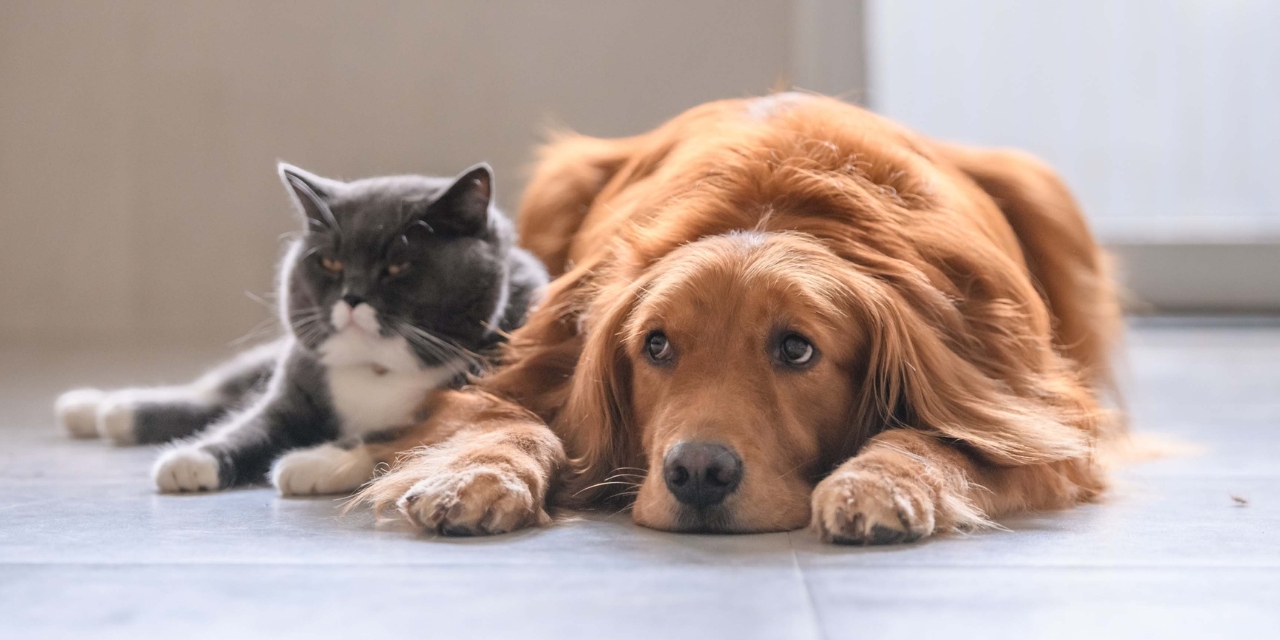 Cat and dog laying together on the floor