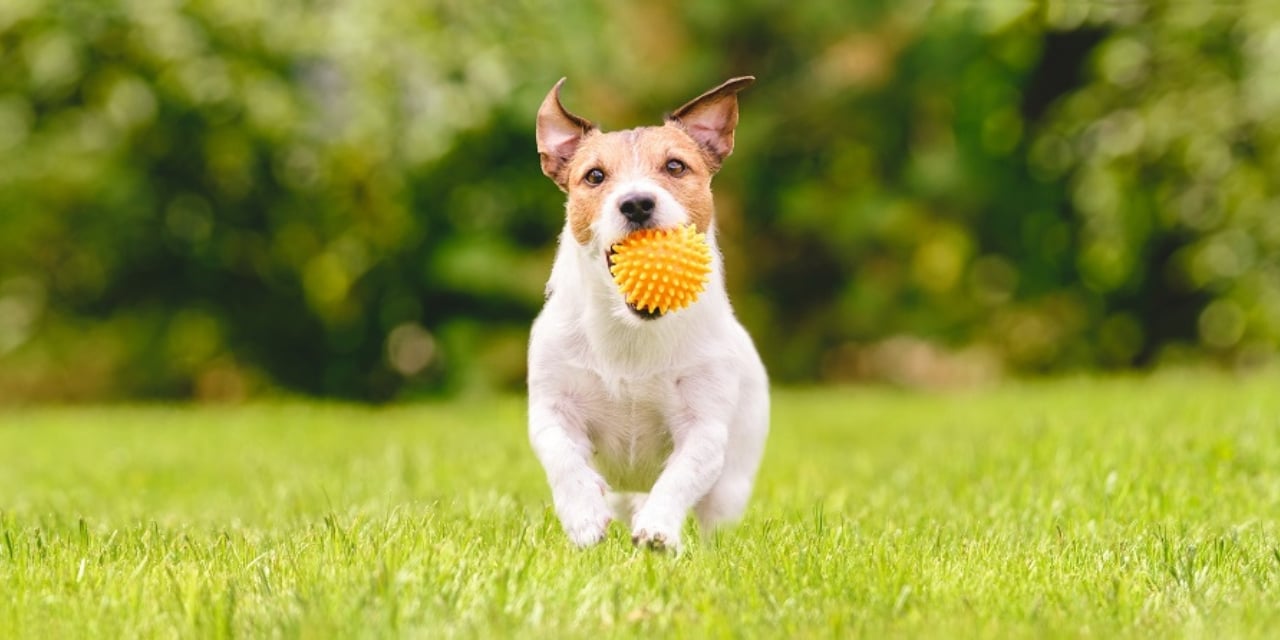 Dog running in a field with a ball in its mouth