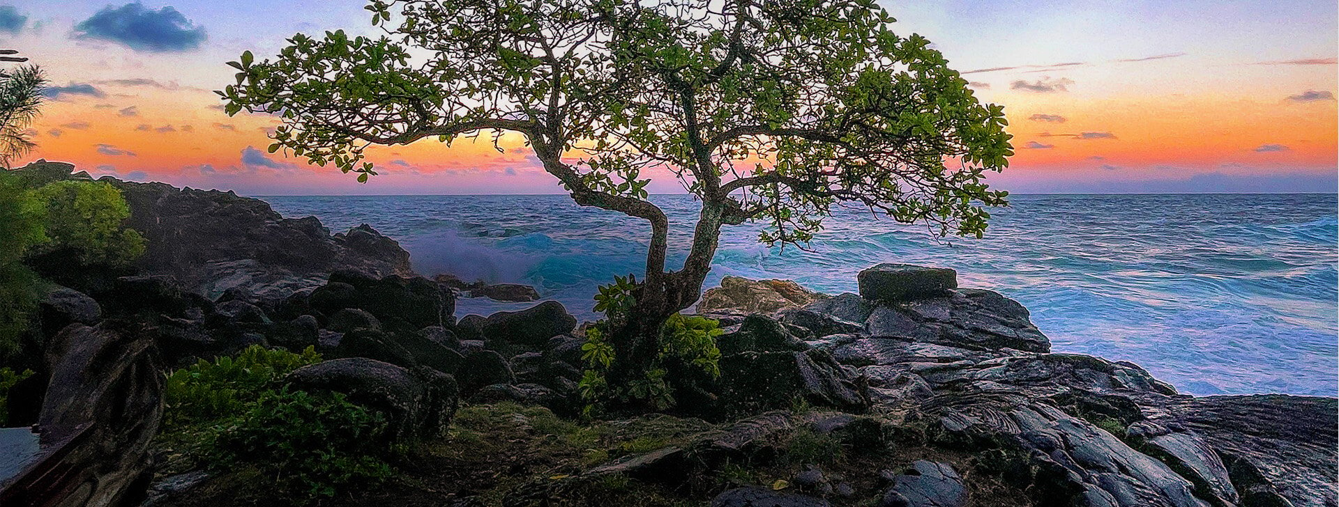 A tree growing in a rocky shoreline