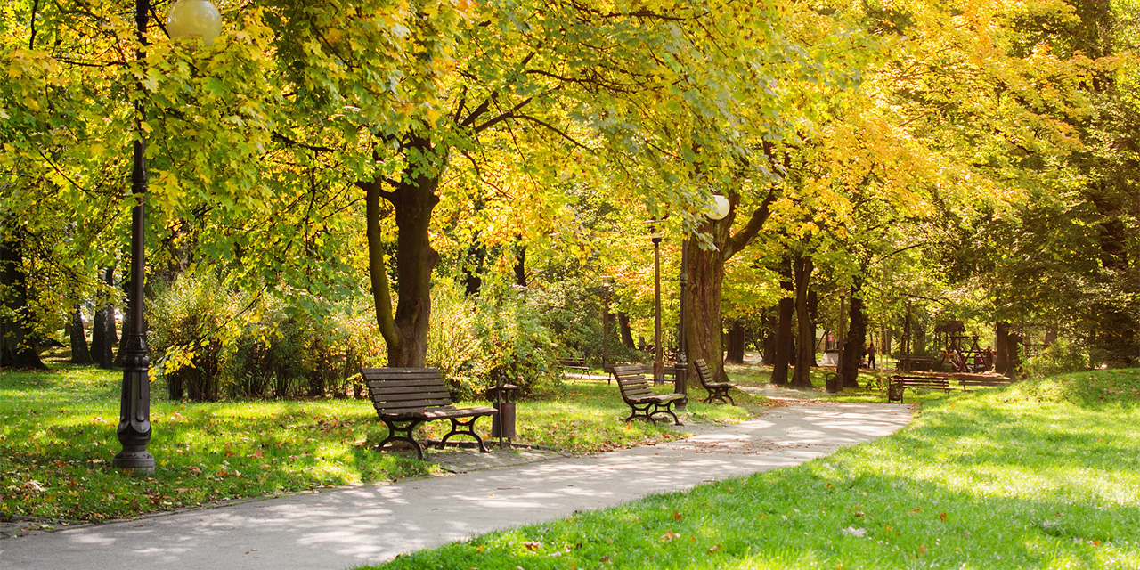 Image of a park during fall that includes trees and benches.