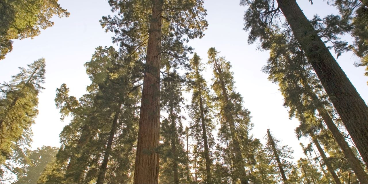 Trees stretching into the sky in daylight.