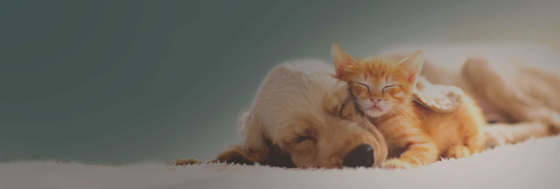 An image of an orange tabby kitten napping next to a golden lab puppy
